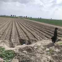 اجاره هفتاد هکتار زمین کشاورزی با آب و پمپ برقی|اجارهٔ دفتر صنعتی، کشاورزی، تجاری|رودبار (کرمان), |دیوار