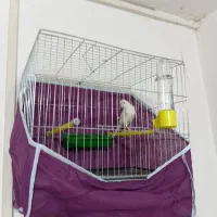 پرندگان زینتی و آواز خوان