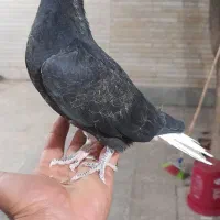 یک عد جوجه دمسفید هیچ بند باخت دادم