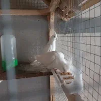 عروس هلندی البینو سیامون معاوضه قناری بخون|پرنده|مشکین‌دشت, |دیوار