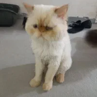 سلام بچه گربه تربیت شده سن نه ماه