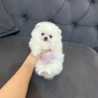 بشتابید پامر وایت فیس|سگ|مشهد, وکیلآباد|دیوار