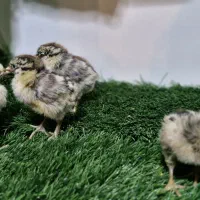 فروش ویژه جوجه های خاص|حیوانات مزرعه|قم, بوستان جوان|دیوار