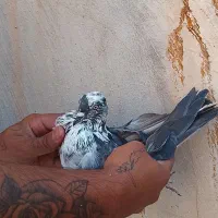 کبوتر پرشی|پرنده|سمنان, |دیوار