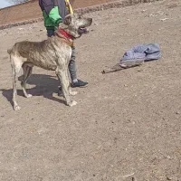 سگ‌نگهبان‌واگذار