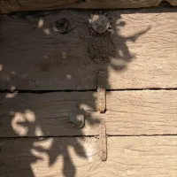 درب چوبی قدیمی وباستانی|کلکسیون اشیاء عتیقه|نیشابور, مازول|دیوار