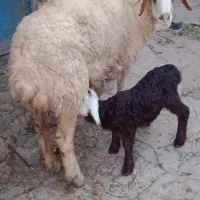 میش زایده