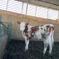 گوساله سیمینتال