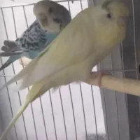 ی جفت مرغ عشق با قفس