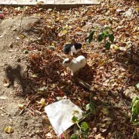 چند عدد خرگوش|موش و خرگوش|آشخانه, |دیوار