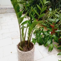 فروش تک وعمده انواع گل و گیاه به قیمت مناسب|خدمات باغبانی و درختکاری|قم, چهل درخت|دیوار