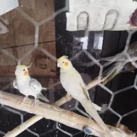 عروس هلندی سخنگو دونه ای 800