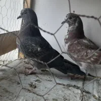 فروشی. یک جفت جوجه