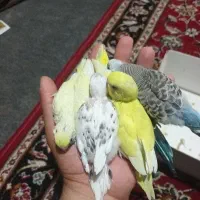 مرغ عشق