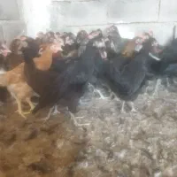 مرغ و خورس|حیوانات مزرعه|دهدشت, |دیوار