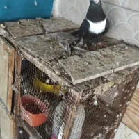 طوق سفید نر