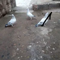 سه تاشامی|پرنده|نیشابور, مازول|دیوار