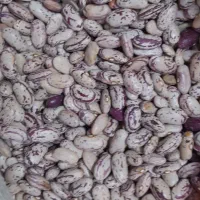 لوبیا چیتی