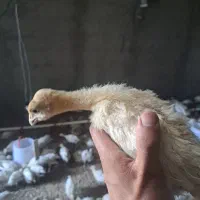 جوجه بوقلمون بیوتی ۶ یک ماهه