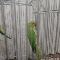 طوطی ملنگو|پرنده|همدان, |دیوار