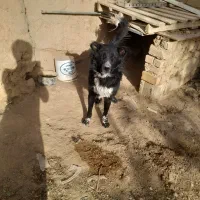 سگه گله|سگ|گلپایگان, |دیوار
