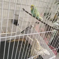 مرغ عشق|پرنده|تایباد, |دیوار