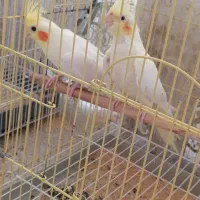 عروس هلندی جفت|پرنده|برخوار, |دیوار