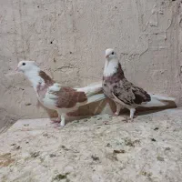 کبوتر کفتر شازده هما ، شازده سیاه ،کله ماستی،قاره