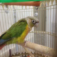 گرینچیک|پرنده|تربت‌حیدریه, آغوی|دیوار