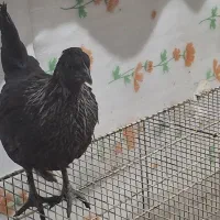 جوجه ایام سمانی اصل