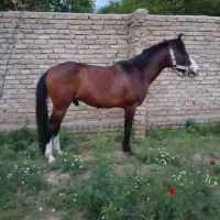 اسب|اسب و تجهیزات اسب‌سواری|تویسرکان, |دیوار