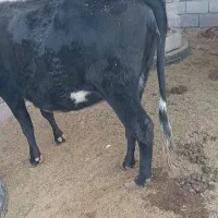 گاوابستن سنگین ۸ ماه|حیوانات مزرعه|دهبکری, |دیوار