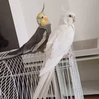 ۳ تا عروس هلندی با قفس لانه ارزن