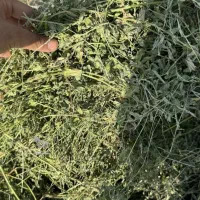 یونجه گل دار پر برگ عالی