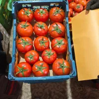 گوجه گلخانه ای صادراتی