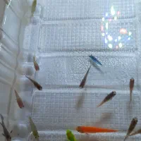 ماهی گوپی،زبرا،میگو|ماهی|کرمانشاه, |دیوار