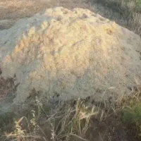 کاه سفید گندم