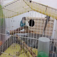 عروس هلندی و کوتوله