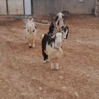 بز بختیاری|حیوانات مزرعه|کرمانشاه, |دیوار