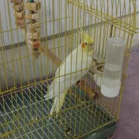 عروس هلندی ماده