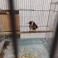 سهره سه ساله