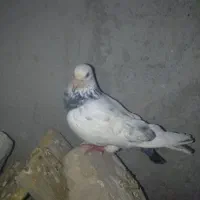 کفتر|پرنده|ایرانشهر, |دیوار