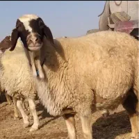 فوری فوری پخش دام زنده و بهداشتی مغان کردستان