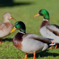 اردک محلی درشت