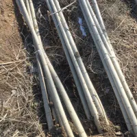 فروش صنوبر مرغوب و تازه با قیمت بسیار مناسب|خدمات باغبانی و درختکاری|نورآباد ممسنی, |دیوار