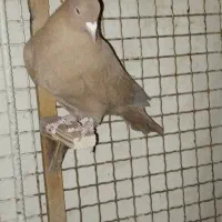 کبوتر  بهبونی|پرنده|شیراز, شهرک گلها|دیوار