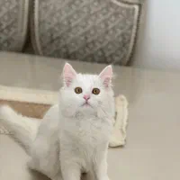 گربه پرشین