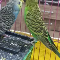 جفت مرغ عشق نر و ماده