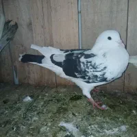 ضمانت کفتر پرشی|پرنده|قم, شهر قائم|دیوار