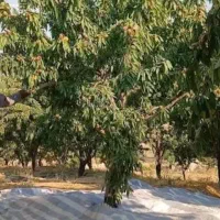 فروش ۴هزار متر زمین کشاورزی بادام مامایی وربیع